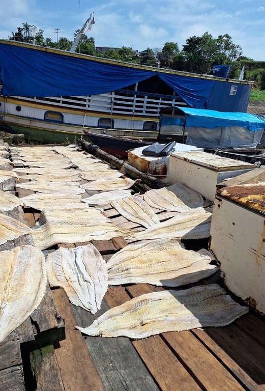 ​PF apreende mais de 2 toneladas de pirarucu ilegal em Santo Antônio do Içá no AM